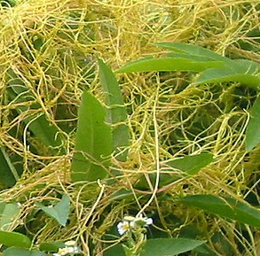 Tanaman tali putri sebagai ilustrasi herbal