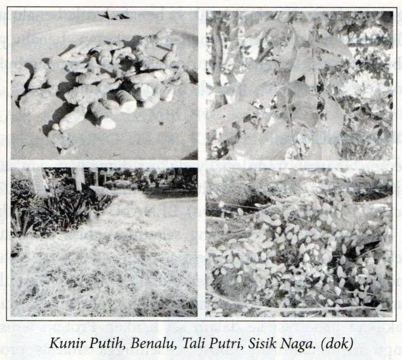 Bahan herbal As Syifaun Nadzir